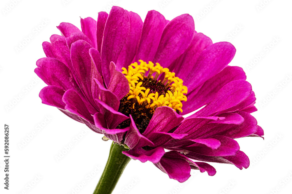 Purple flower of zinnia, isolated on white background