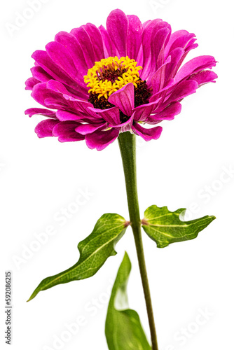 Obraz na płótnie Purple flower of zinnia, isolated on white background w salonie