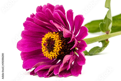 Purple flower of zinnia  isolated on white background