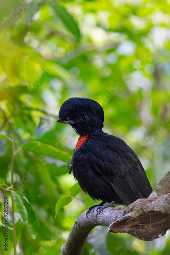 Bare-necked Umbrellabird