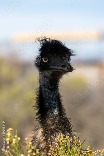 ostrich head close up