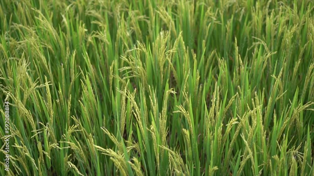Green organic rice field or sawah and sunset in rice plantation in Indonesia. Agriculture industry. Green organic rice field or sawah and sunset in rice plantation in Indonesia. Agriculture industry.