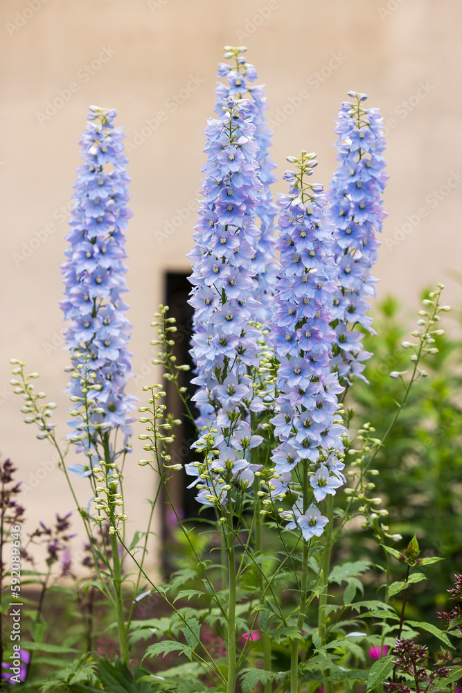 Blumen im Staudenbeet im Park Blumen im Staudenbeet im Park