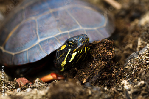 Eastern Painted stripped turtle crowling and peeking out of the shell. Chrysemys picta, Emydidae. Massachussets, the United States of America. Turtle on the ground in the wild. Close up photo