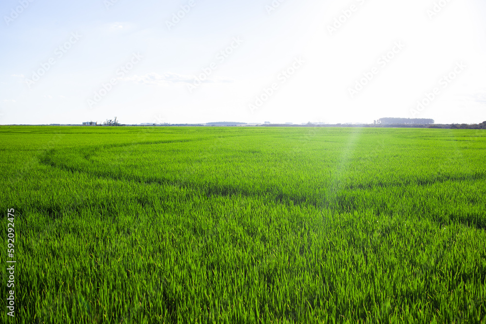 landscape with rice field and sky