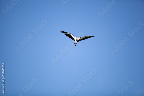 bird in flight