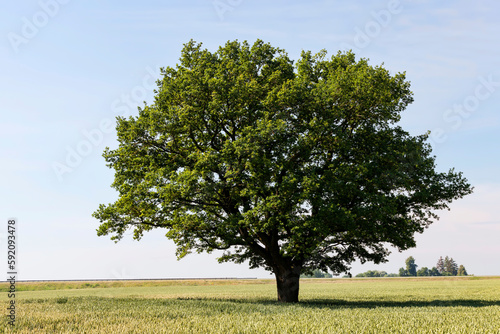 A lonely growing oak tree in a field with cereals
