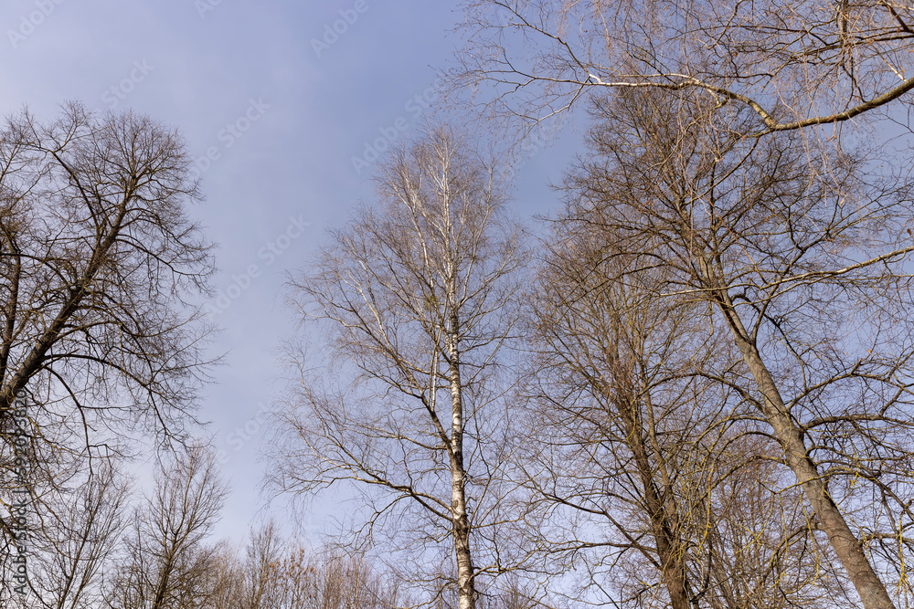 Birch tree branches in the park in spring sunny weather Birch tree branches in the park in spring sunny weather