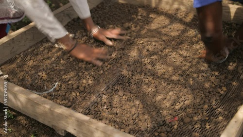 Women farmers spreading and working the soil on sieves to plant cocoa, in Ivory Coast