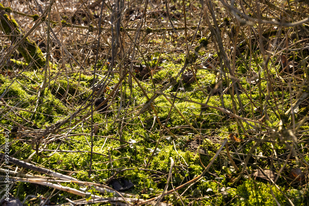 illuminated by sunlight green moss in winter illuminated by sunlight green moss in winter