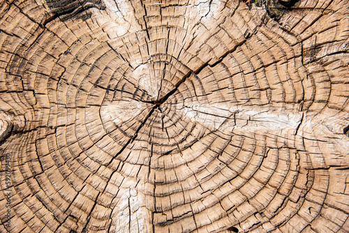 Detalle del corte de un tronco de un árbol viejo	 photo