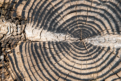 Detalle del corte de un tronco de un árbol viejo	 photo