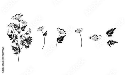 Fototapeta Naklejka Na Ścianę i Meble -  Black and white silhouette of flowers. Parsley flower separate parts isolated on the white background.