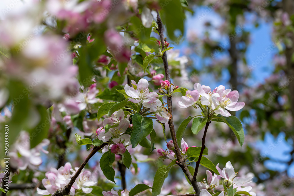 Trees blooming in the orchard in the spring season Trees blooming in the orchard in the spring season