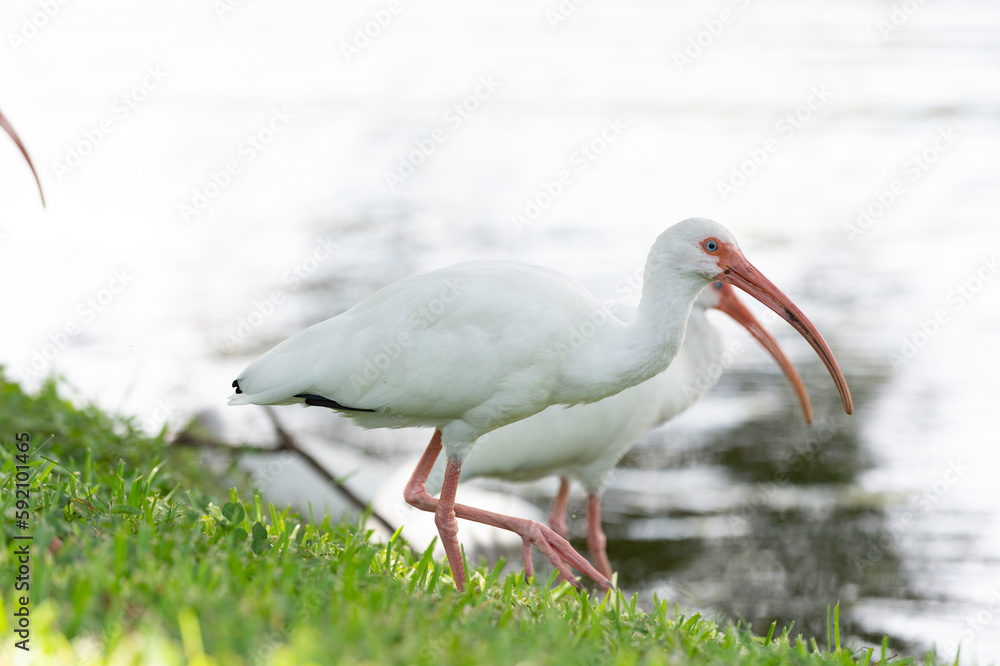 Obraz premium ibis bird with beak in wildlife. ibis bird in nature. photo of ibis bird outdoor. ibis bird