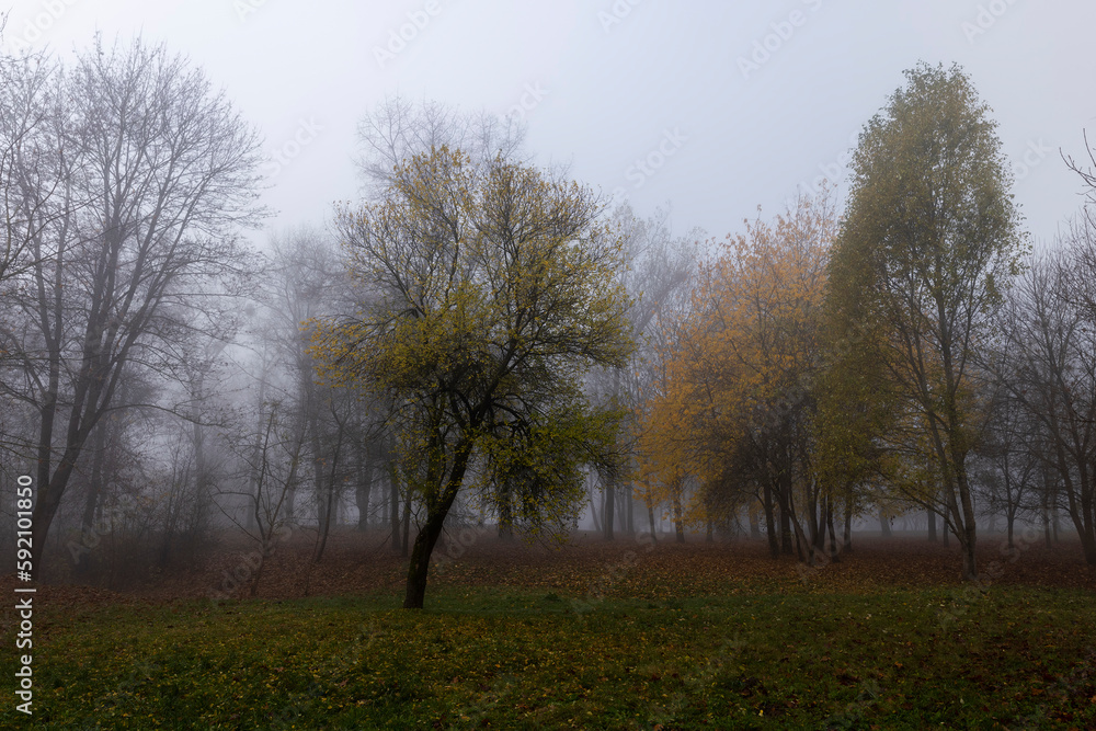 Bare deciduous trees in the autumn season in cloudy weather