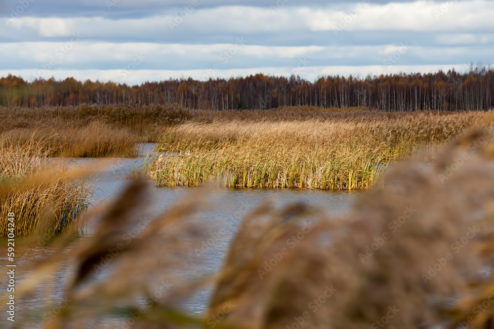 A swampy area in the autumn season A swampy area in the autumn season
