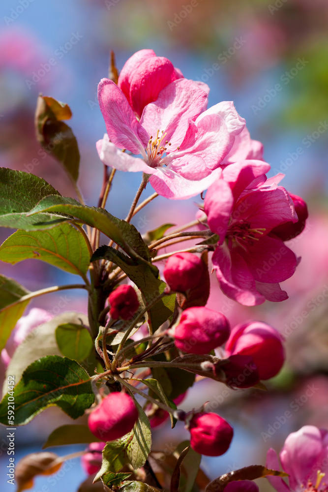 beautiful trees with flowers of red and pink shades beautiful trees with flowers of red and pink shades
