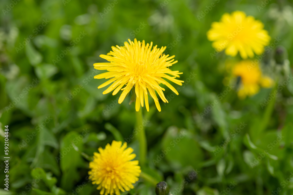 summer dandelion flower. dandelion flower in grass. image of dandelion flower. summer dandelion flower. dandelion flower in grass. image of dandelion flower.