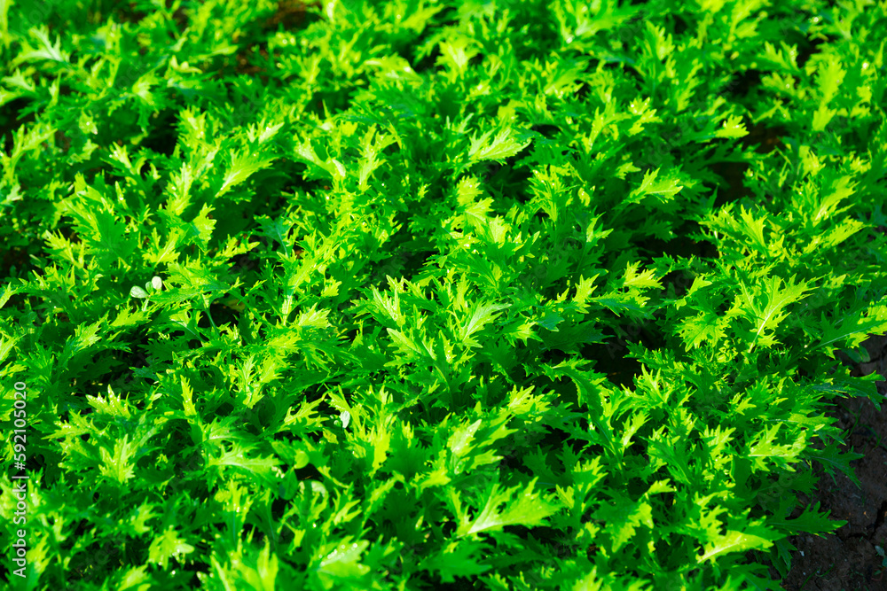 Green arugula plants carefully growing in the garden