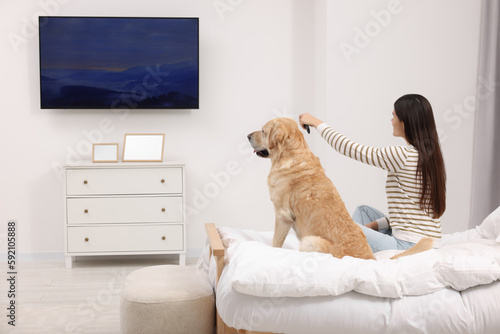 Fototapeta Naklejka Na Ścianę i Meble -  Happy woman turning on TV while sitting near cute Labrador Retriever at home, back view