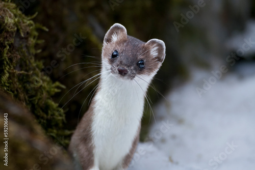 ERMELLINO Mustela erminea