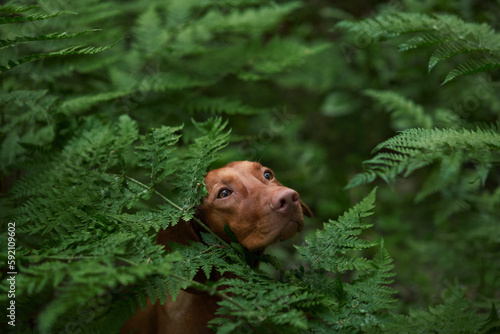 a red dog in a fern. Hungarian Vizsla in nature. Pet in the forest