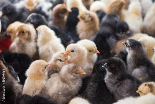 Cute little baby chicks on the farm