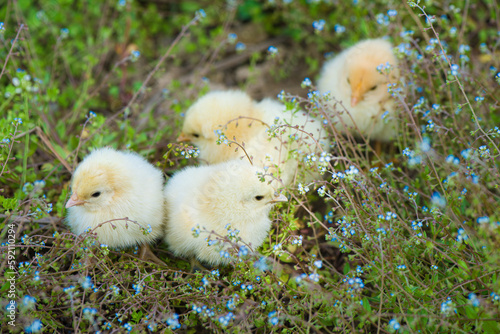 small yellow newborn chicks on green grass field outdours.