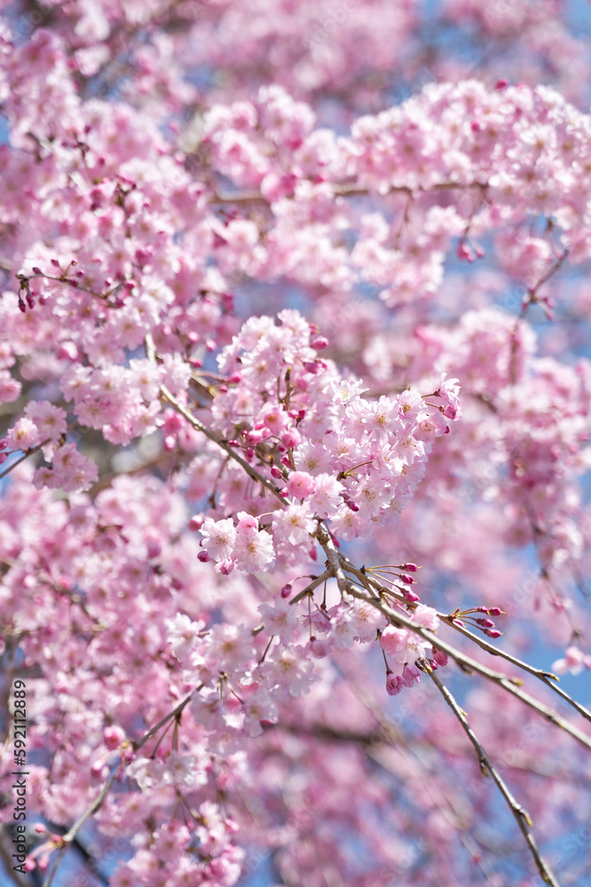 嵐山の枝垂れ桜