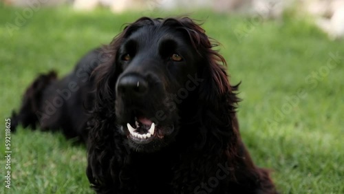 Black Springer Spaniel barking and looking at the camera while laying on the grass and wagging her tail photo
