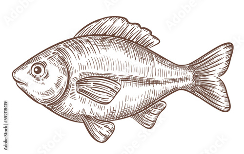 Crucian carp fish sea water animal, fresh seafood, fishing, river freshwater bream hand drawn outline sketch. Underwater ocean, aquarium life. Fishery aquatic meat food. Vintage engraving. Line vector