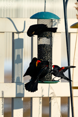 Canvastavla Red-winged blackbirds at a backyard bird feeder
