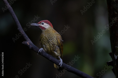 Golden-olive woodpecker tropical bird in Costa Rica forrest unfocused background