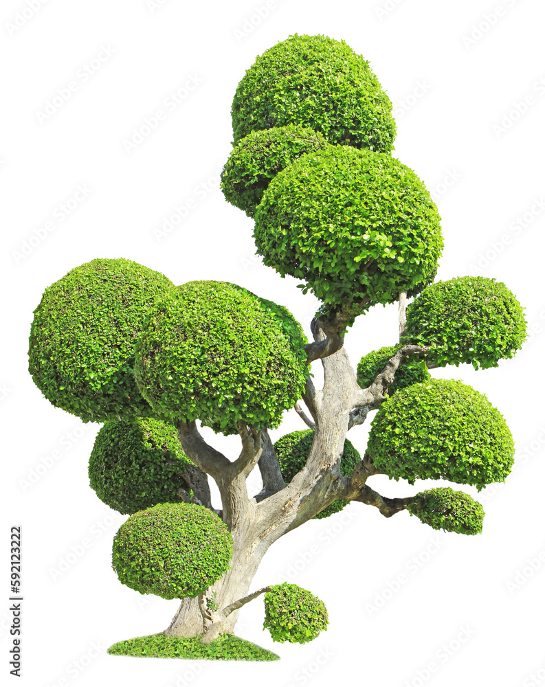 Streblus asper tree on transparent background (PNG File)
Streblus asper tree on transparent background (PNG File)