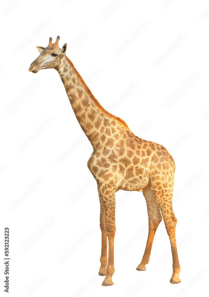 Naklejka premium Giraffe isolated on transparent background (PNG File) 