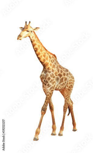 Giraffe isolated on transparent background  PNG File  