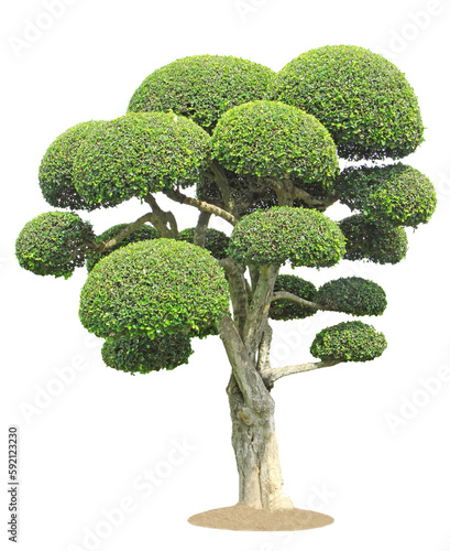 Streblus asper tree on transparent background (PNG File)	
 photo