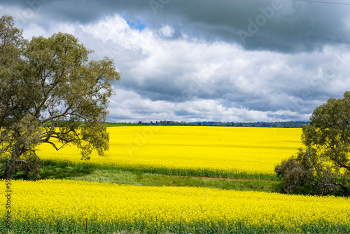 field of yellow canola with gum trees under a cloudy sky in South Australia's mid north