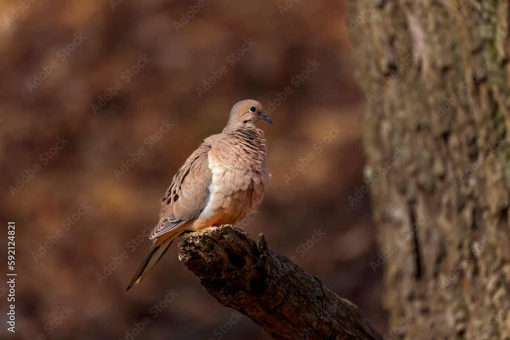 The mourning dove (Zenaida macroura) also known as the American mourning dove, the rain dove, and colloquially as the turtle dove, and was once known as the Carolina pigeon and Carolina turtledove The mourning dove (Zenaida macroura) also known as the American mourning dove, the rain dove, and colloquially as the turtle dove, and was once known as the Carolina pigeon and Carolina turtledove