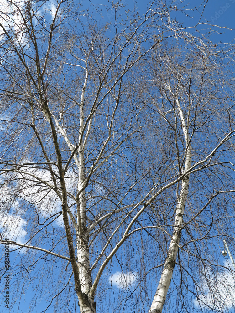 Birch tree with branches against blue sky. Birch tree in ending winter and beginning of sunny spring, colors nature background. Birch tree with branches against blue sky. Birch tree in ending winter and beginning of sunny spring, colors nature background.
