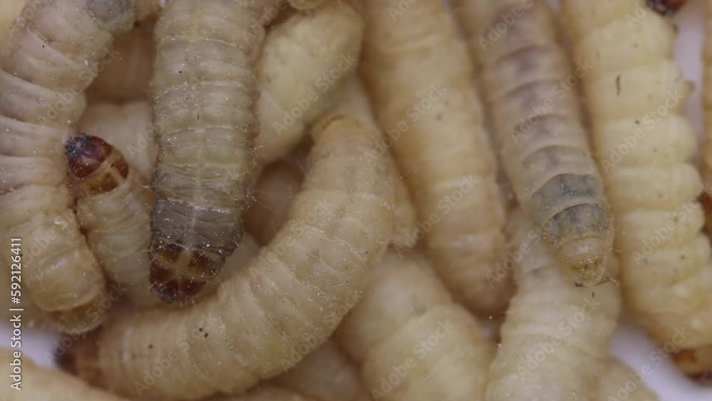 Waxworms or Waxgrubs, the larvae of the Waxmoth. Waxworms or Waxgrubs, the larvae of the Waxmoth.