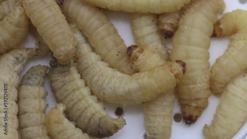 Waxworms or Waxgrubs,  caterpillars of the Wax Moth. photo