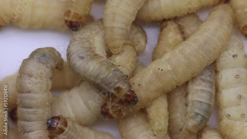 Wax Moth Caterpillars or larvae, also known as Waxworms or Waxgrubs. photo