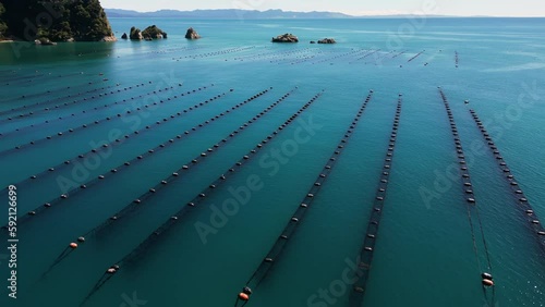 Clam breeding farm on coastline of New Zealand, aerial orbit view photo