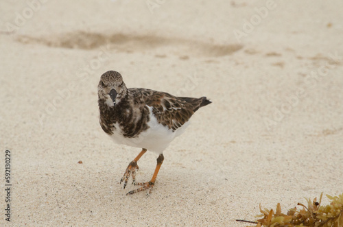 bird on the beach