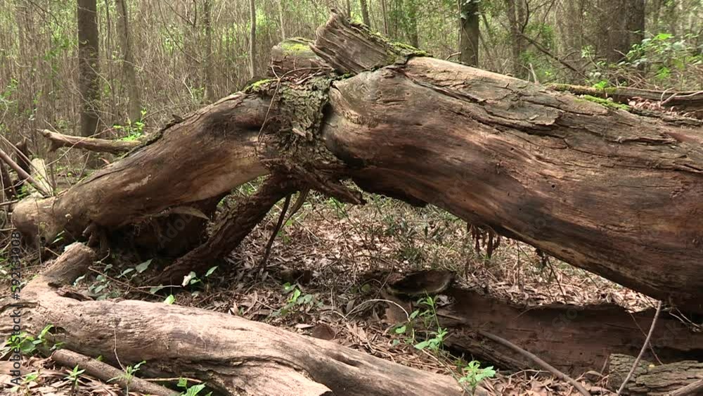 Fallen tree trunk in the middle of decaying forest Fallen tree trunk in the middle of decaying forest
