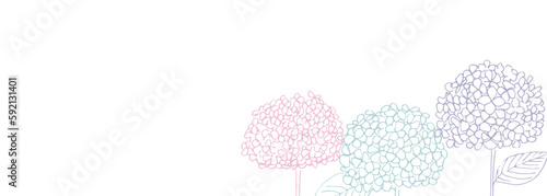線画。紫陽花の線画イラスト。紫陽花のベクターイラスト。Line drawing. Line drawing illustration of hydrangea. Vector illustration of hydrangea.