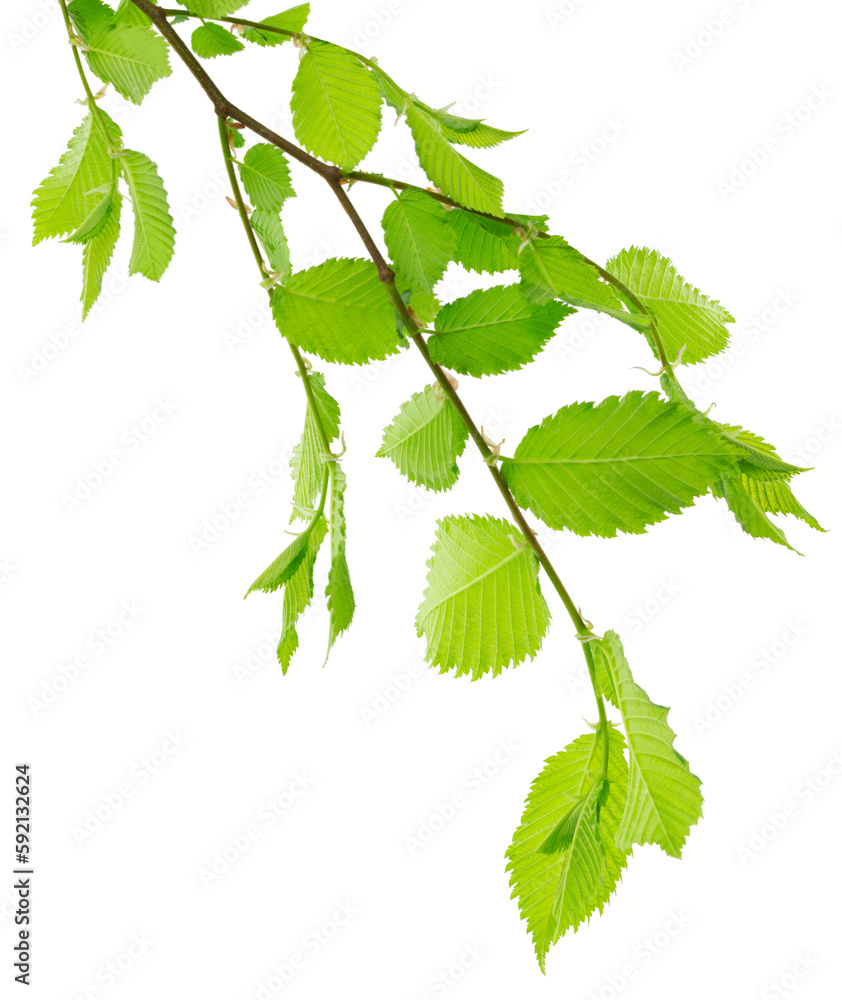 linden tree branch isolated on a white background with space for your text. Green leaves. spring background . Linden linden tree branch isolated on a white background with space for your text. Green leaves. spring background . Linden