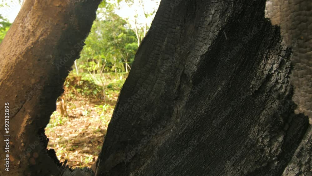 Inside the trunk of a large tree burned in the forest, in Ivory Coast